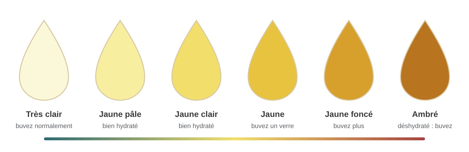 Échelle de couleur des urines, du très clair à l’ambré